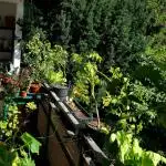 💚🌱Balcony Garden🌱💚