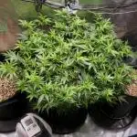 LSD 🌱