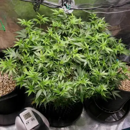 LSD 🌱