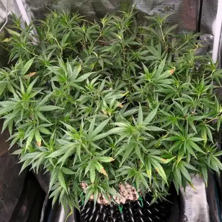 LSD 🌱