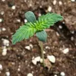 Auto Black Opium by Divine Seeds 2nd Try