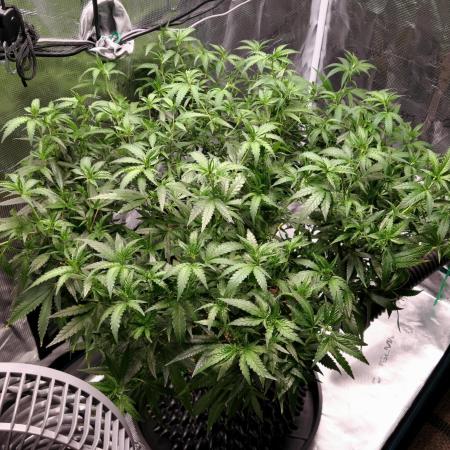 LSD 🌱