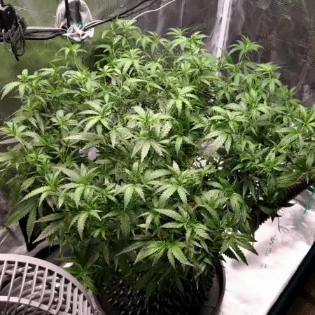 LSD 🌱