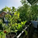 💚🌱Balcony Garden🌱💚