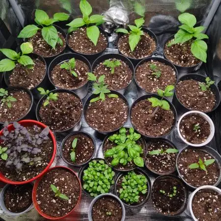 💚🌱Balcony Garden 2.0💚🌱