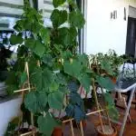 💚🌱Balcony Garden🌱💚