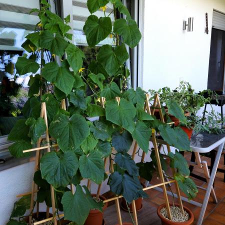 💚🌱Balcony Garden🌱💚