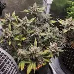 💚Mephisto Genetics💚 (Experiment)