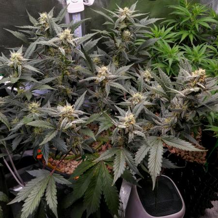 💚Mephisto Genetics💚 (Experiment)