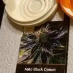 Auto Black Opium [Last Try]