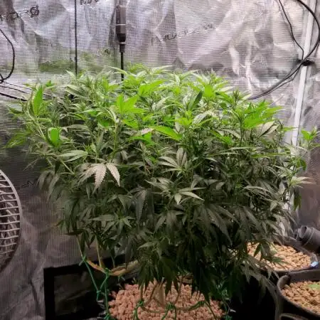 LSD 🌱