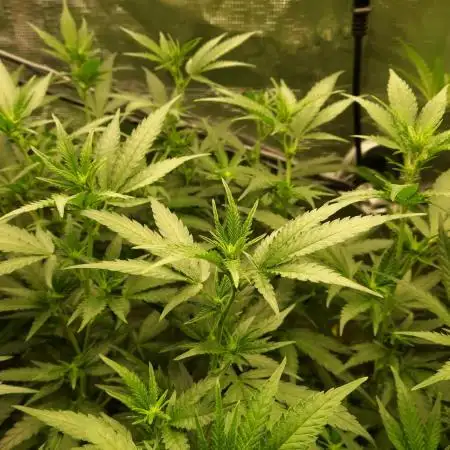 LSD 🌱