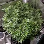 LSD 🌱