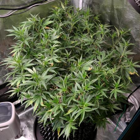 LSD 🌱