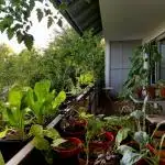 💚🌱Balcony Garden🌱💚