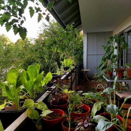 💚🌱Balcony Garden🌱💚