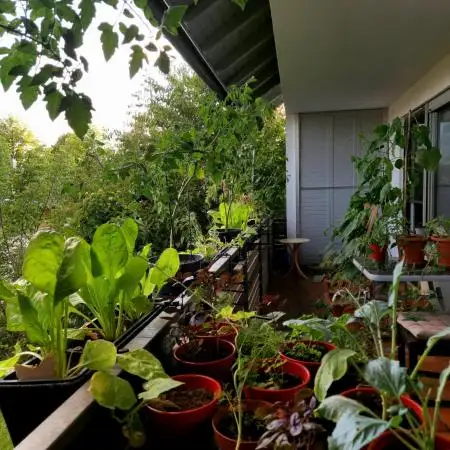 💚🌱Balcony Garden🌱💚