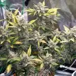 💚Mephisto Genetics💚 (Experiment)