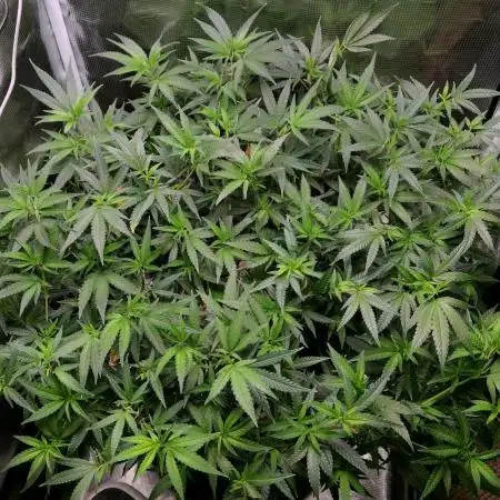 LSD 🌱