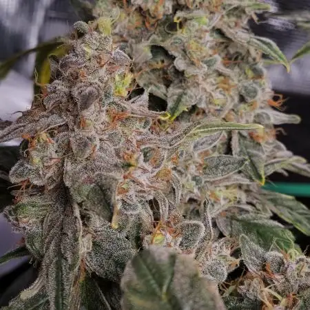 💚Mephisto Genetics💚 (Experiment)