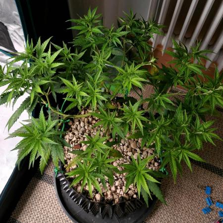 LSD 🌱