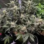 💚Mephisto Genetics💚 (Experiment)