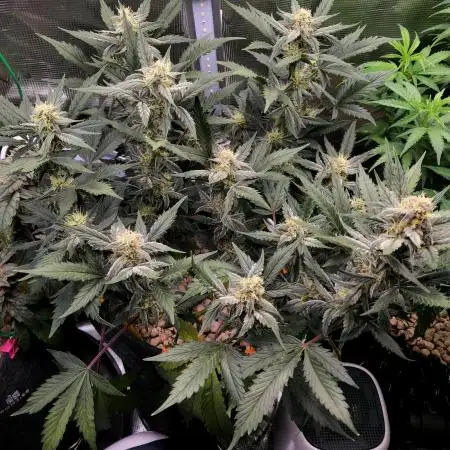 💚Mephisto Genetics💚 (Experiment)