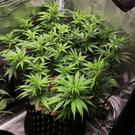 LSD 🌱