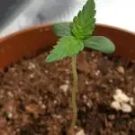 Auto Fractal by Divine Seeds 2nd Try