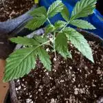 Auto Black Opium by Divine Seeds