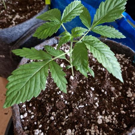 Auto Black Opium by Divine Seeds
