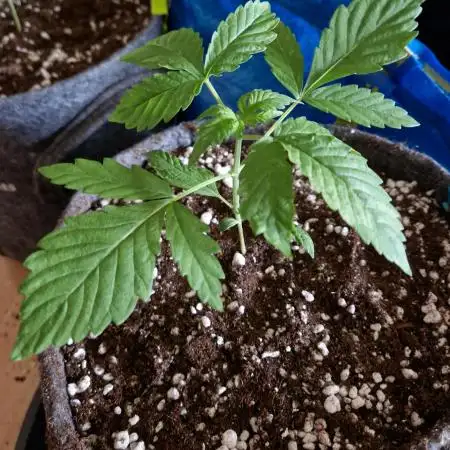 Auto Black Opium by Divine Seeds