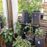 💚🌱Balcony Garden 2.0💚🌱