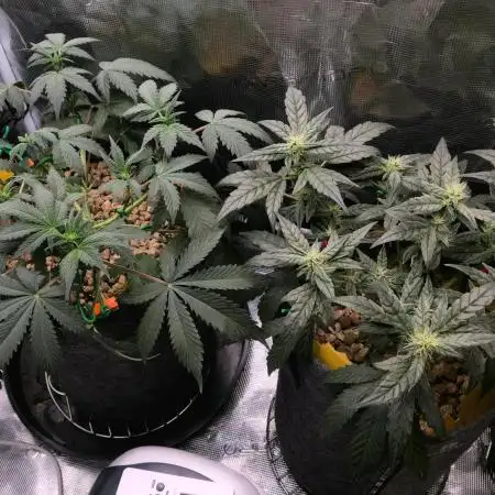 💚Mephisto Genetics💚 (Experiment)