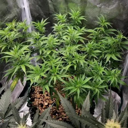 LSD 🌱