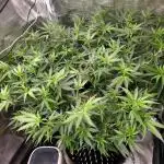 LSD 🌱