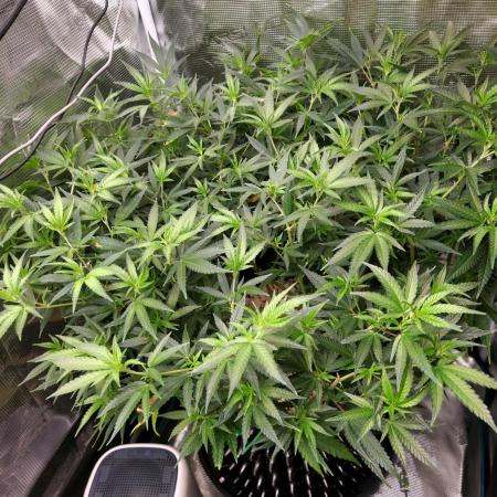 LSD 🌱