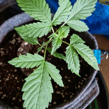 Auto Black Opium by Divine Seeds