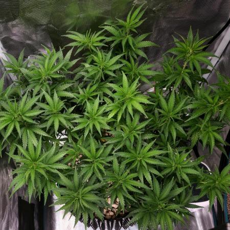 LSD 🌱
