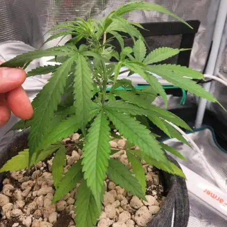 Auto Black Opium by Divine Seeds