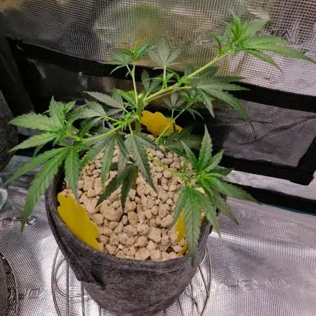 LSD 🌱