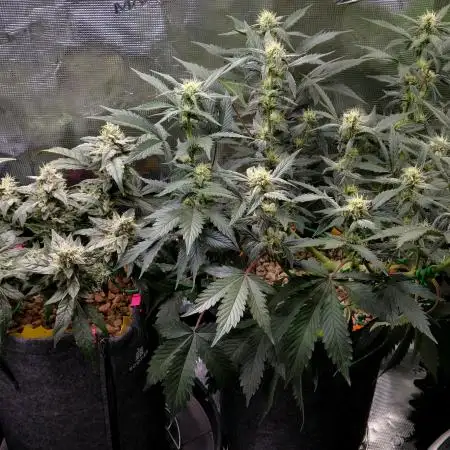 💚Mephisto Genetics💚 (Experiment)