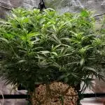 LSD 🌱
