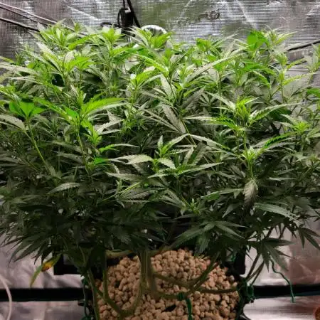 LSD 🌱