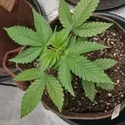 2nd 2026 GMAC JOTI Grape Diamonds ETHOS