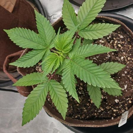2nd 2026 GMAC JOTI Grape Diamonds ETHOS