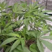 2nd 2026 PInk Kush 3 phenos Cuts