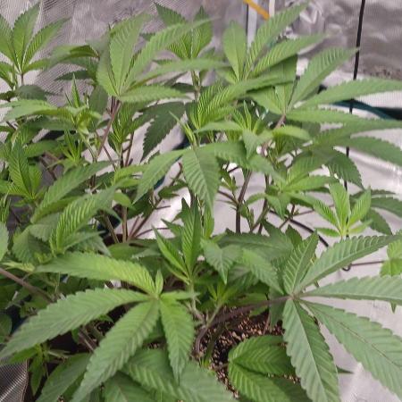 2nd 2026 PInk Kush 3 phenos Cuts