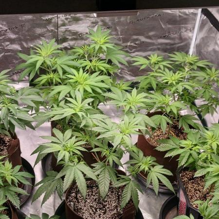 2nd 2026 GMAC JOTI Grape Diamonds ETHOS