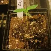 2nd 2026 GMAC JOTI Grape Diamonds ETHOS